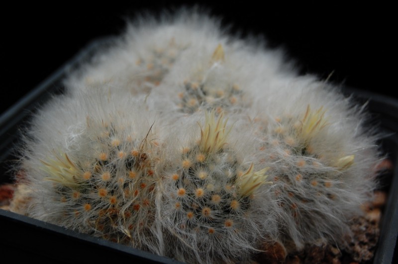 Mammillaria albicoma SB 271