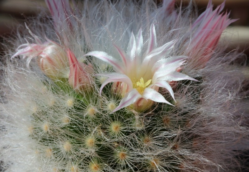 Mammillaria albicoma P 486