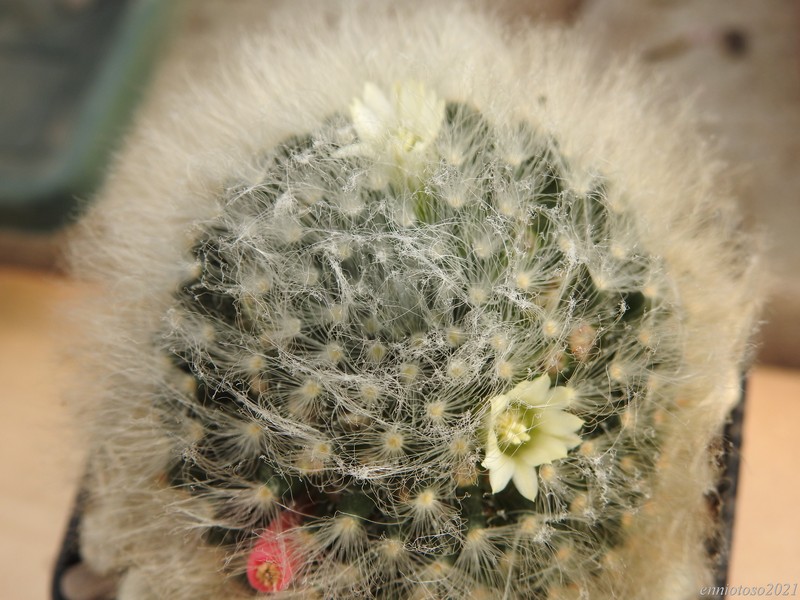 Mammillaria albicoma P485