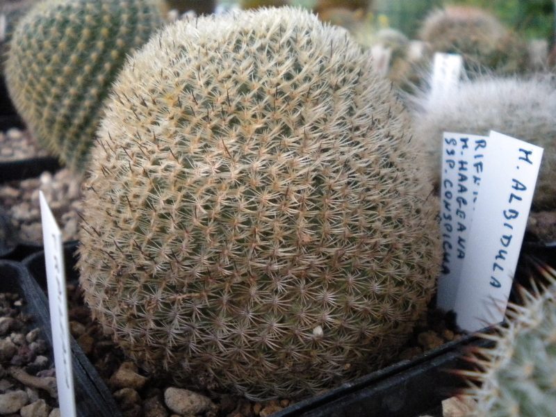 Mammillaria albidula ML54