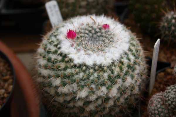 Mammillaria albidula 