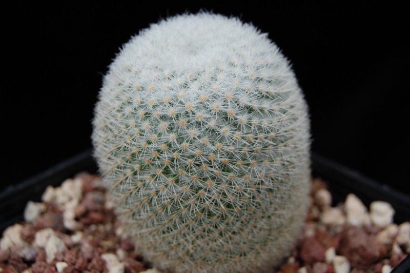 Mammillaria albidula REP 1913