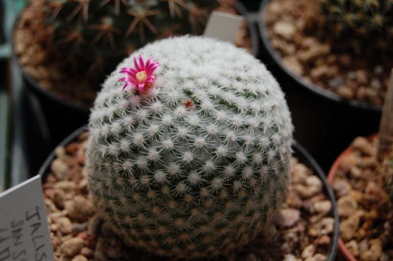 Mammillaria albidula REP 1913