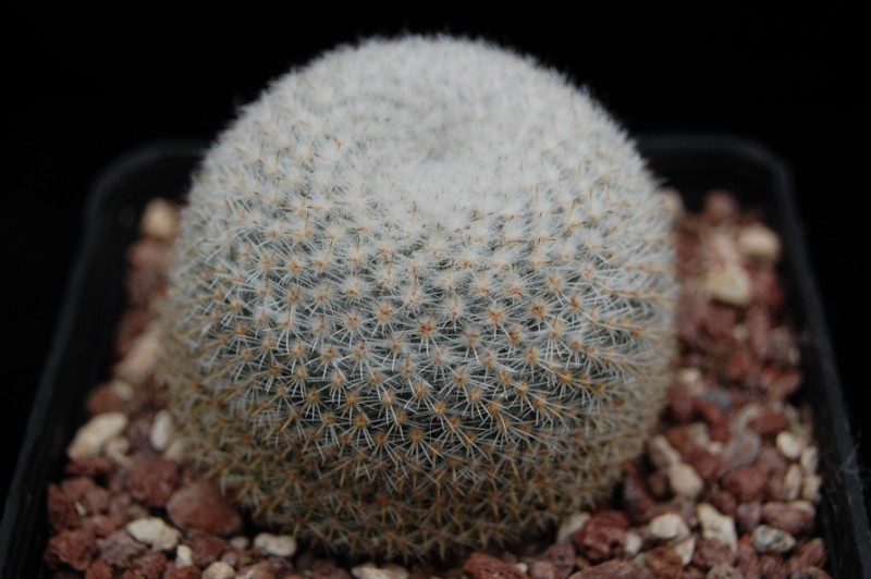 Mammillaria albidula REP 1913