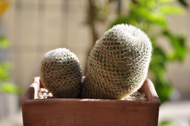 Mammillaria albidula REP 1913