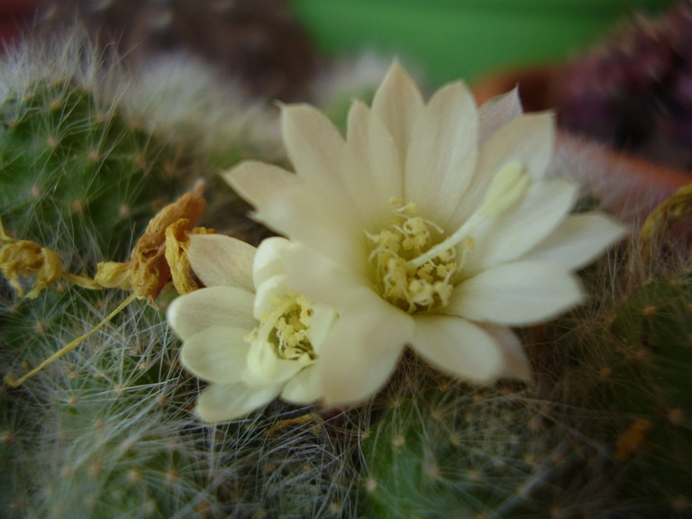 Rebutia albiflora 