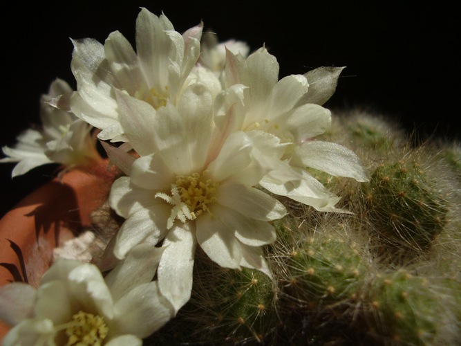 Rebutia albiflora 