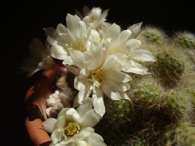 Rebutia albiflora 