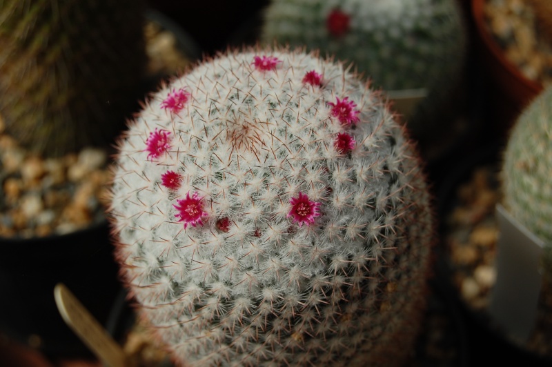 Mammillaria albilanata ssp. reppenhagenii ML 297