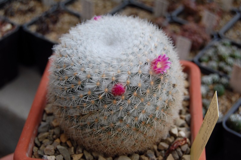 Mammillaria albilanata ssp. oaxacana SB 578