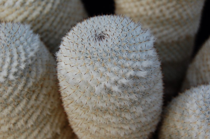 Mammillaria albilanata 