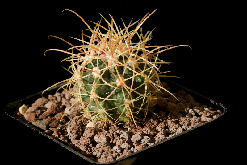 Ferocactus cylindraceus 