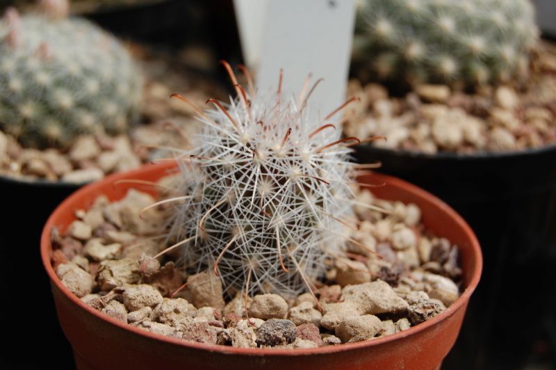 Mammillaria hutchisoniana v. albissima 