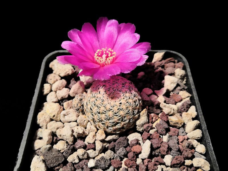 Sulcorebutia mentosa v. albissima HS106