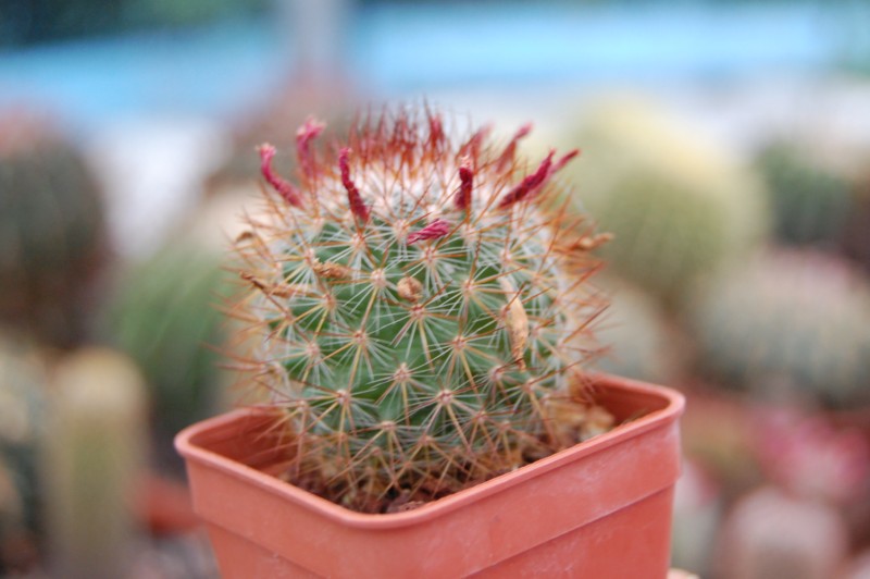 Mammillaria albrechtiana 