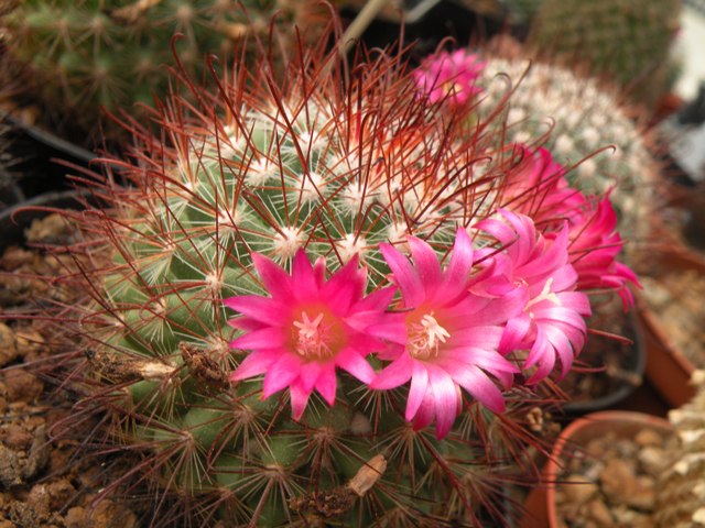 Mammillaria albrechtiana 