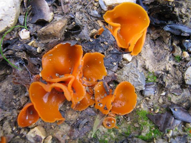 Aleuria aurantia 