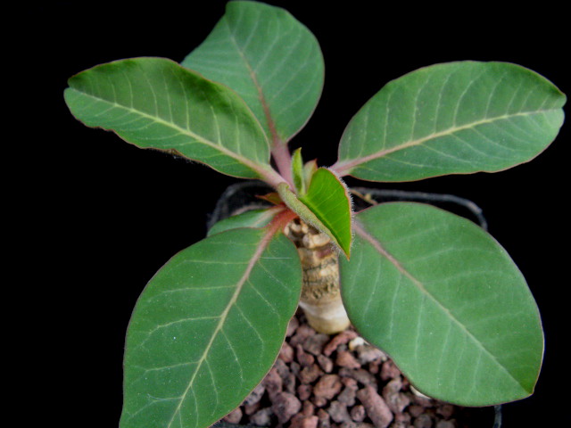 Euphorbia alfredii 