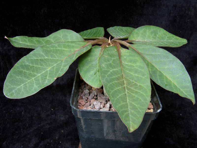 Euphorbia alfredii 