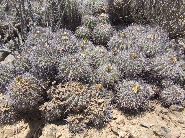 Copiapoa coquimbana 