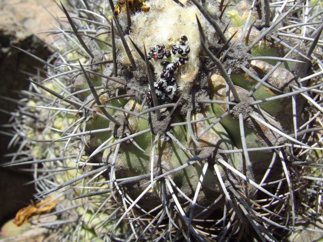 Copiapoa coquimbana 