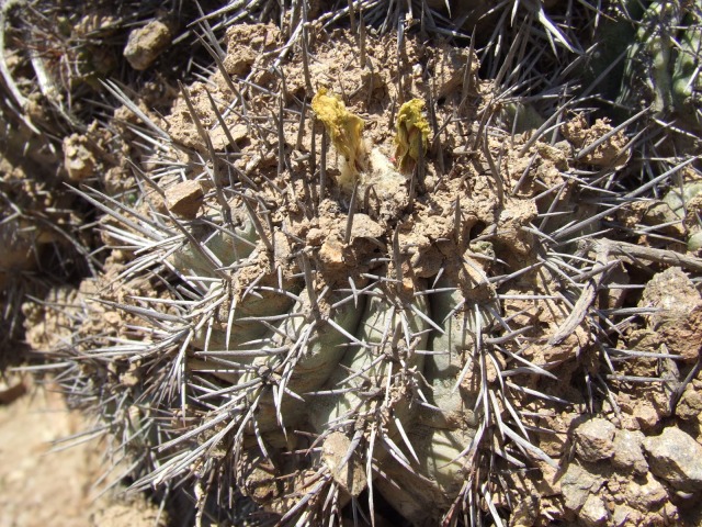 Copiapoa coquimbana 