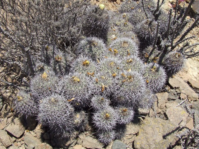 Copiapoa coquimbana 