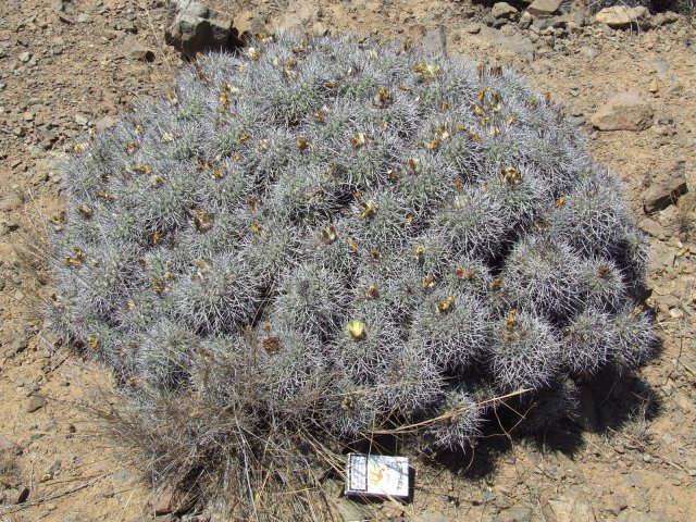 Copiapoa coquimbana 