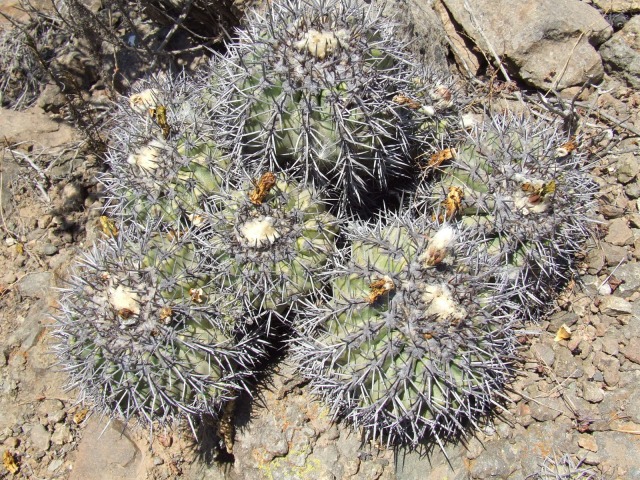 Copiapoa coquimbana 