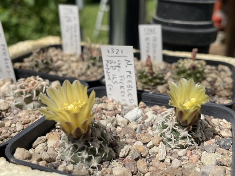 Navajoa peeblesiana ssp. fickeisenii RP 145