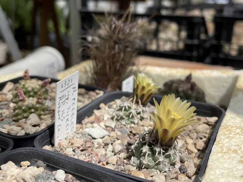 Navajoa peeblesiana ssp. fickeisenii RP 145