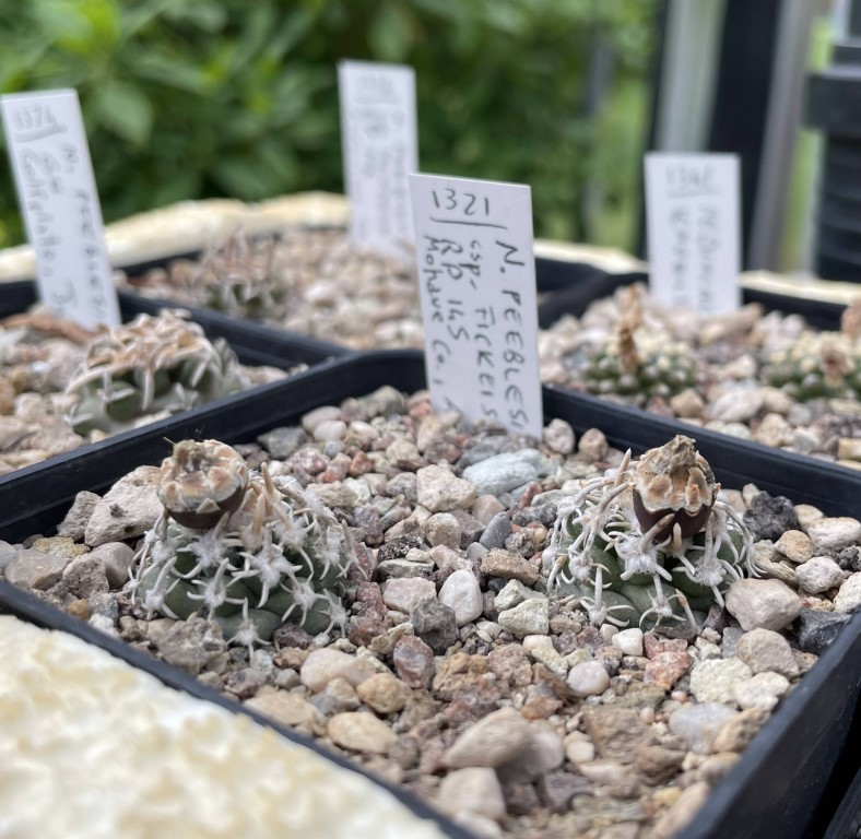 Navajoa peeblesiana ssp. fickeisenii RP 145