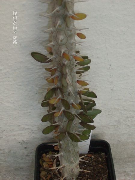 Alluaudia procera 