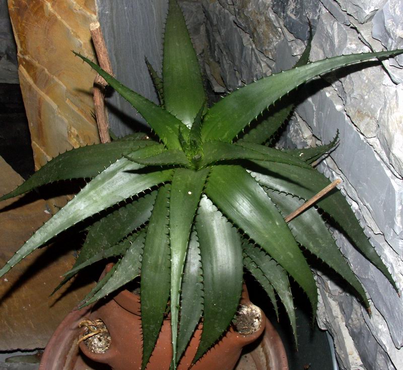 Aloe  