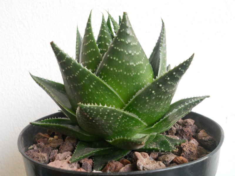 Aloe cv. Cosmo Green Pearl 