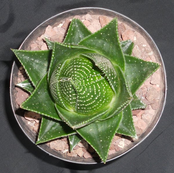 Aloe cv. Cosmo Green Pearl 