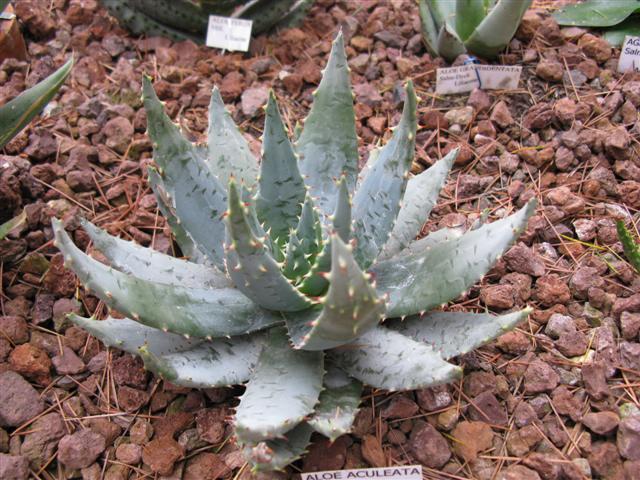 aloe aculeata