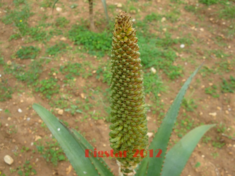 aloe africana