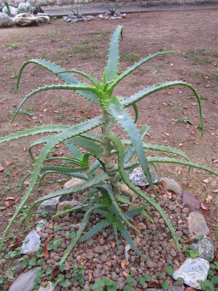 Aloe arborescens 