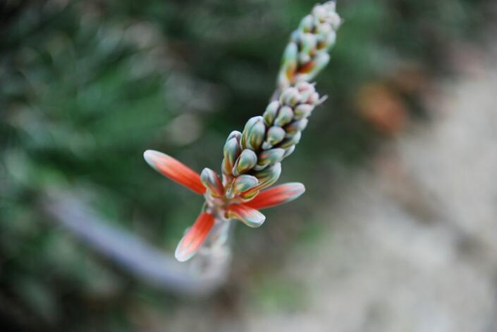 Aloe aristata 
