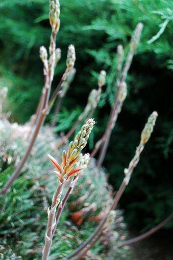 Aloe aristata 