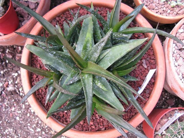 Aloe bellatula x millotii 