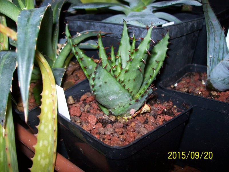 aloe broomii