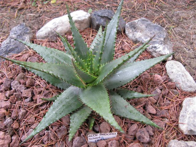Aloe broomii 