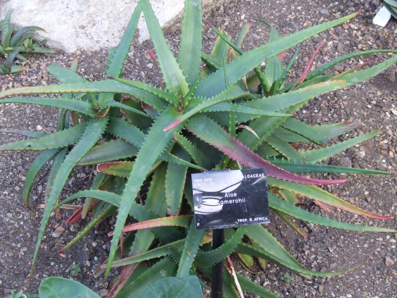 Aloe cameronii 
