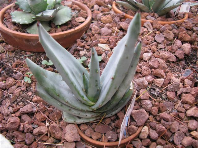 aloe cfr. grandidentata