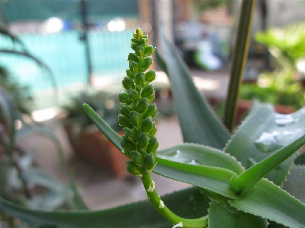 Aloe ciliaris 