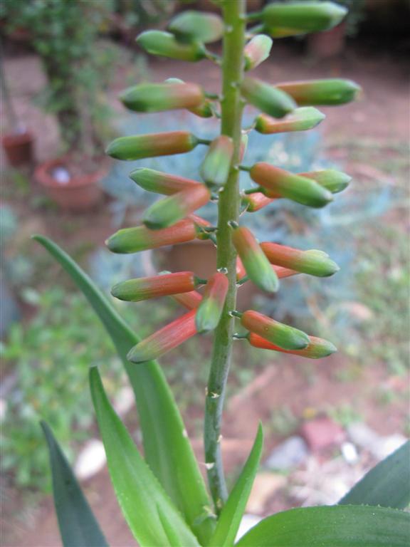 Aloe ciliaris 