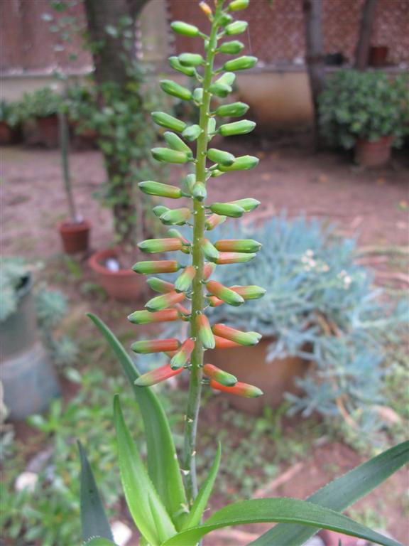 Aloe ciliaris 
