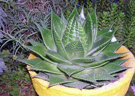 Aloe cosmo cv. green pearl 